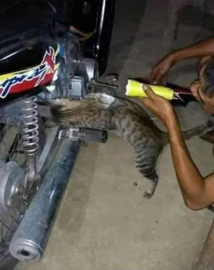 Забавные гаджеты и питомцы: 20 помощников для дома и заработка