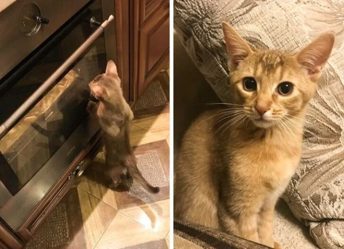 Когда логика не для них: 16 смешных снимков домашних животных