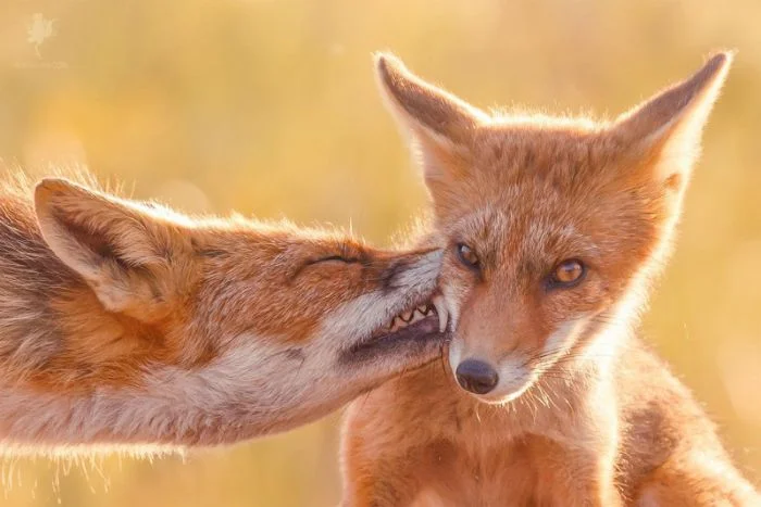 Подъехало всё вразнобой