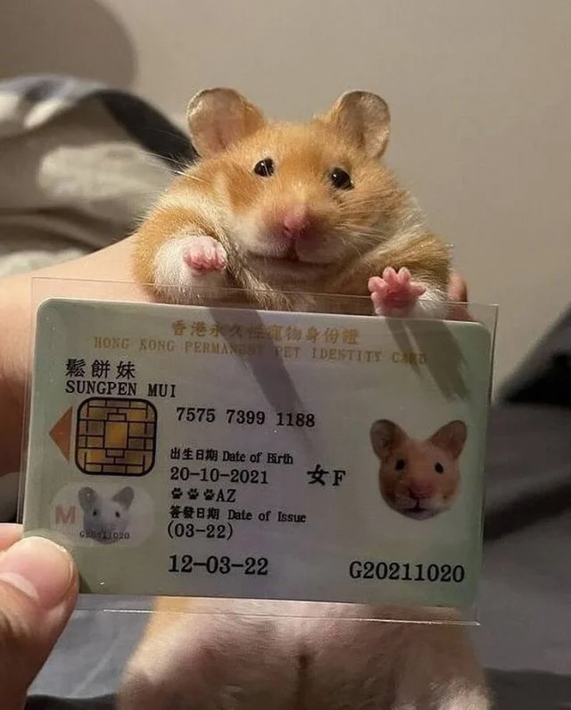 В Гонконге каждому питомцу выдают личное удостоверение