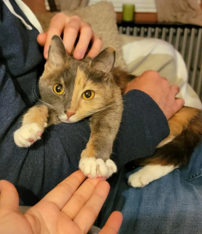 Кошачьи философы: 20 пушистых мечтателей