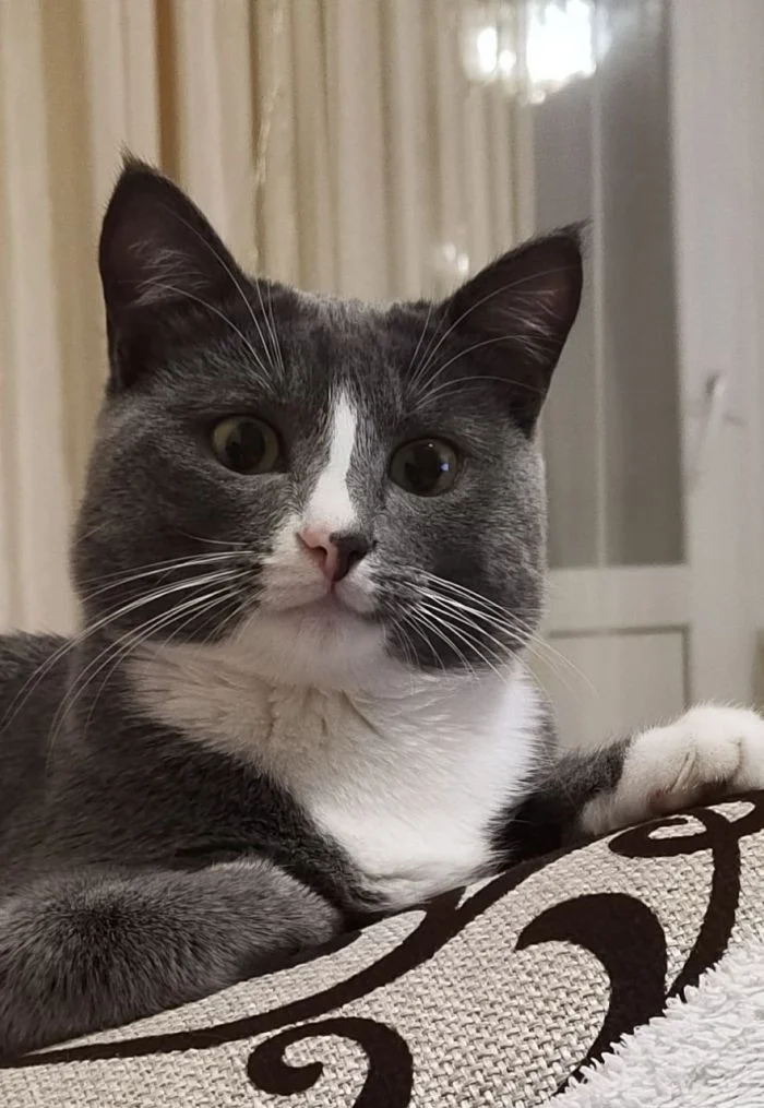 Как расслабляться по-кошачьи: 20 забавных примеров