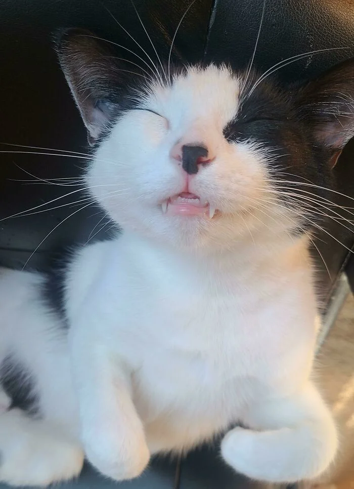 Когда кошки — скрытые вампиры: 20 забавных примеров