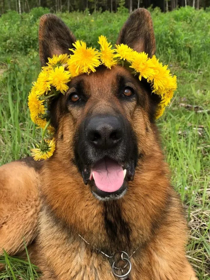 25 счастливых пёселей, которые обожают отдых на природе