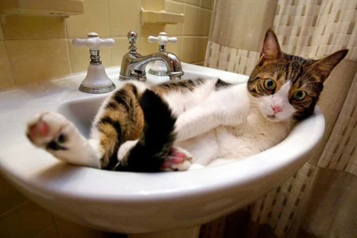 Где уснул – там и дом: 24 котофея с неожиданным выбором места для отдыха