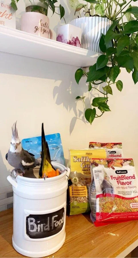 Когда хозяин всё видел: 15 питомцев, попавшихся на месте преступления