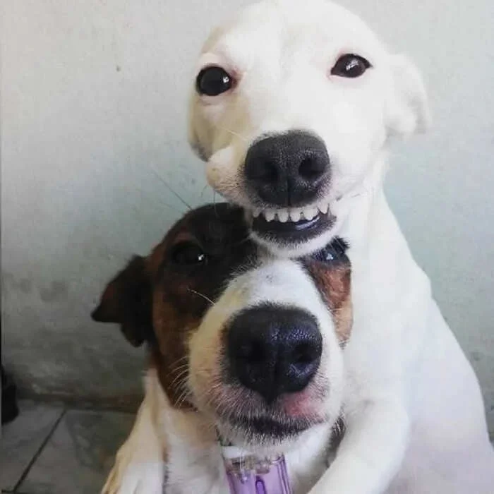 17 очаровательных животных, которые сделают ваш день ярче