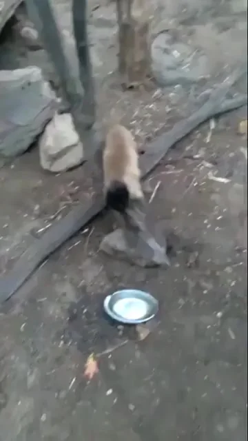 Примерно вот таким макаром мы и стали людьми
