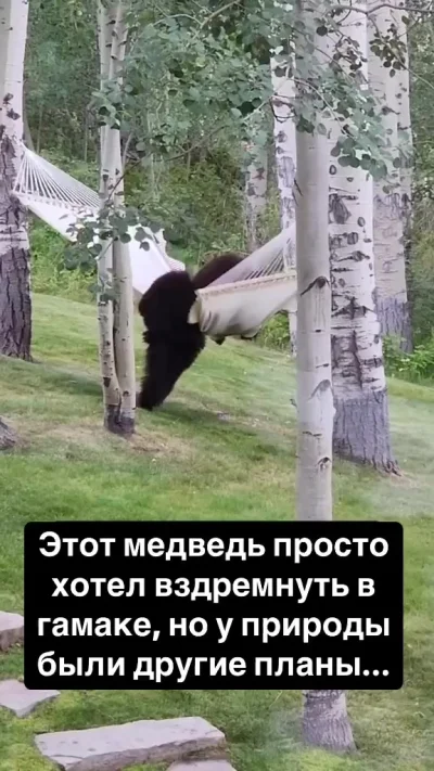 К сожалению, речь медведя скрыта чириканьем птах