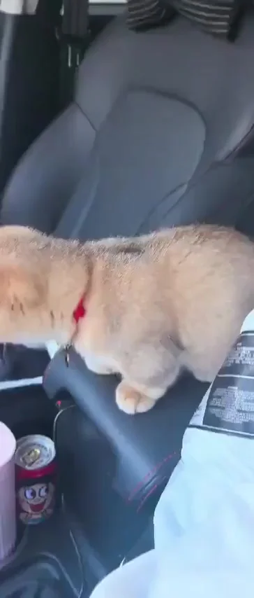 Впередсмотрящий