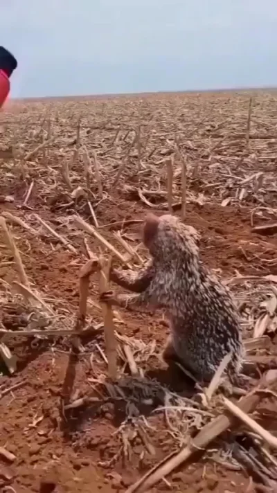 Дикобраз пьет водичку