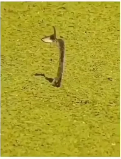 Скользкий тип