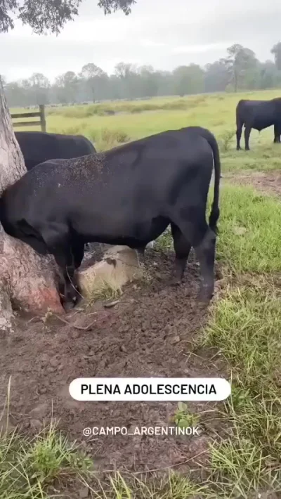 Бычара застрял