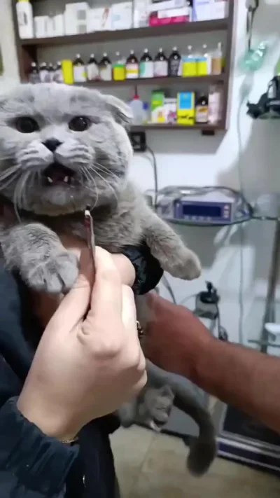 Пустите, волки позорные! О, ням ням ням, сволочи!