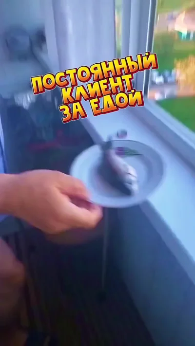 Кормим Степана