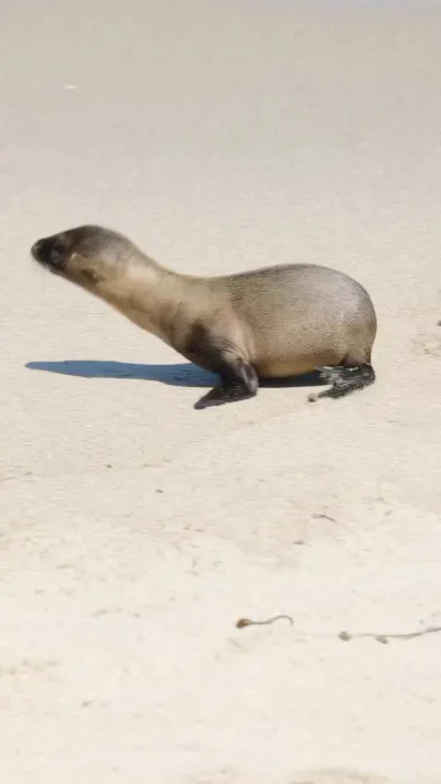 Самка морского льва утешает детёныша