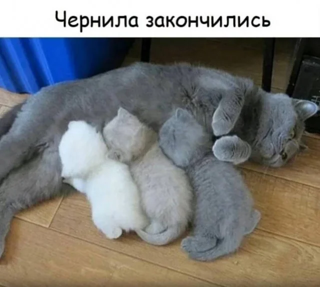 Кото-баяны