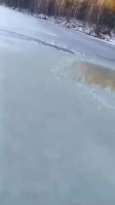 Спасение лося