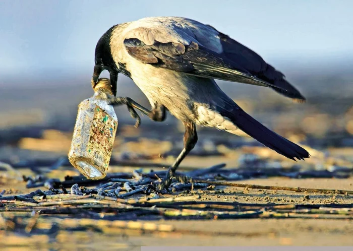 Атака с неба: вороны забрасывают камнями машины – что происходит?