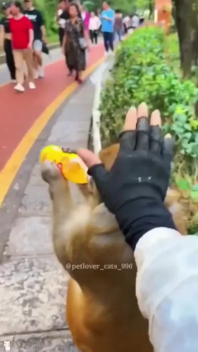 Обезьяны