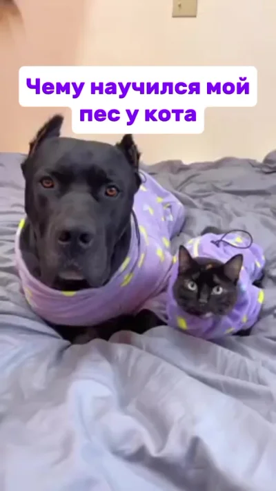 Какой кот тебя укусил?