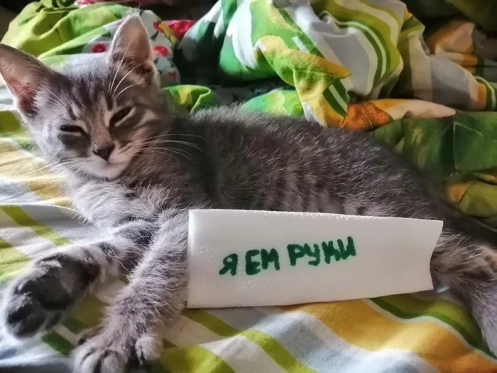 Пойманы, но не раскаиваются: 18 котиков, которым стыд неведом