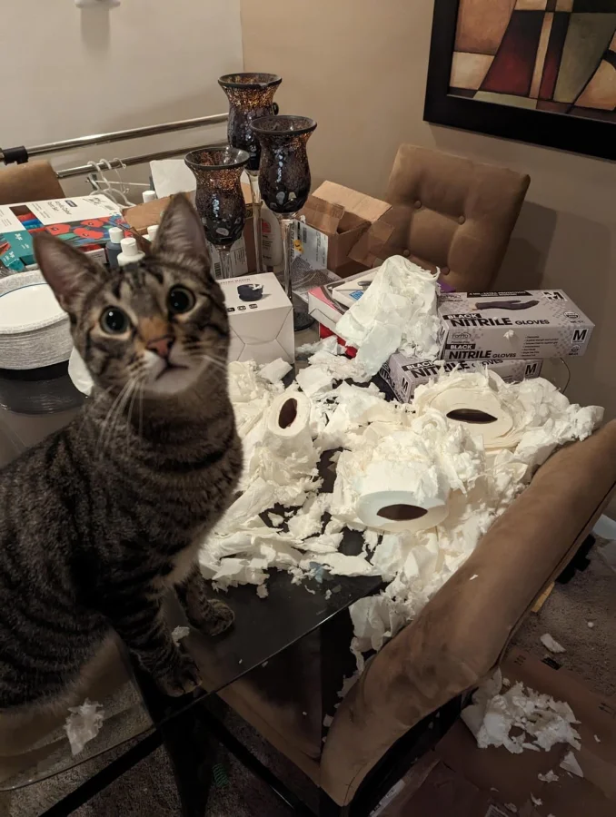 Эти 18 пушистых проказников явно не собираются быть примерными