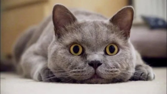 20 котиков с гипнотическим взглядом, которые покорят ваше сердце