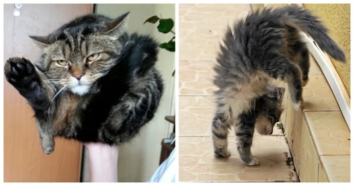 20 котов-экстремалов, для которых гравитация — пустой звук