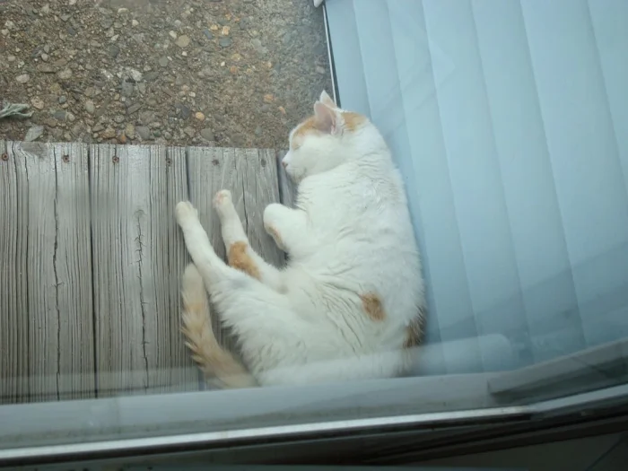 Эти 20+ пушистиков попали в объектив и сделали день своим хозяевам