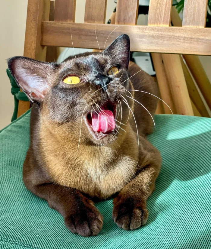 20 очаровательных пушистиков с мордочками, которым сложно устоять