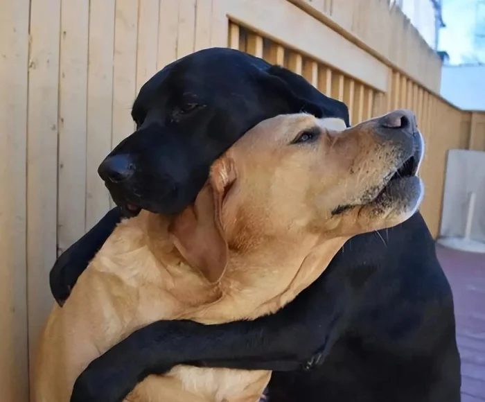 Собаки, которые обожают целоваться