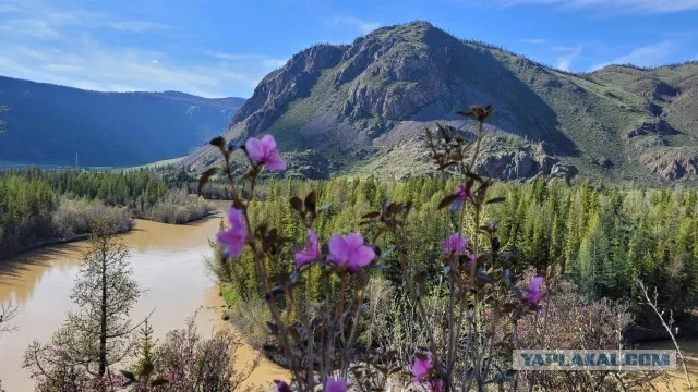 Весенний Алтай – великолепие природы в лучшем её проявлении