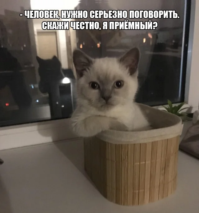 Кото-баяны
