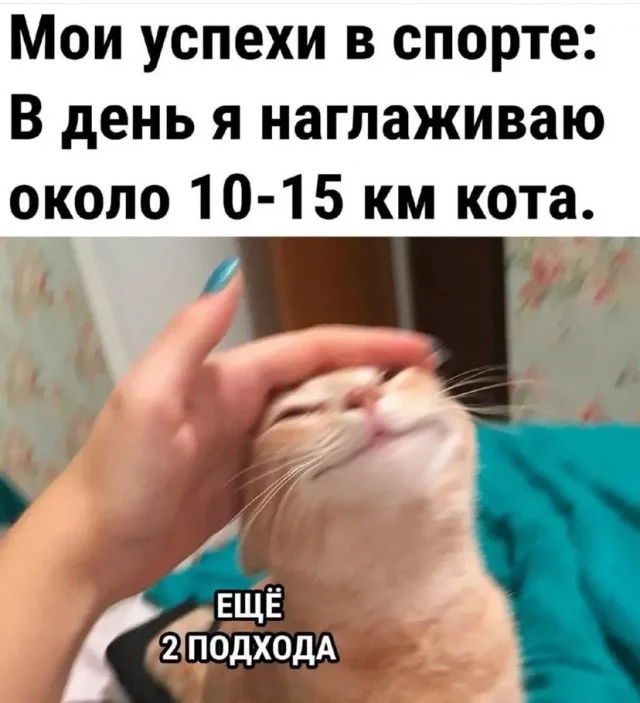 Кото-баяны