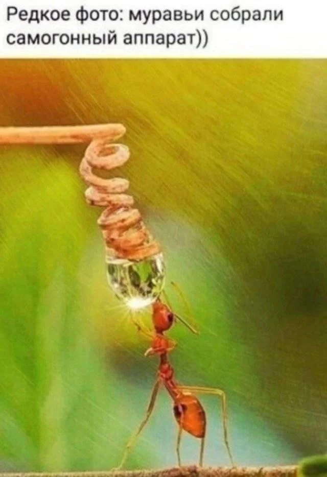 Картинки о том, о сём