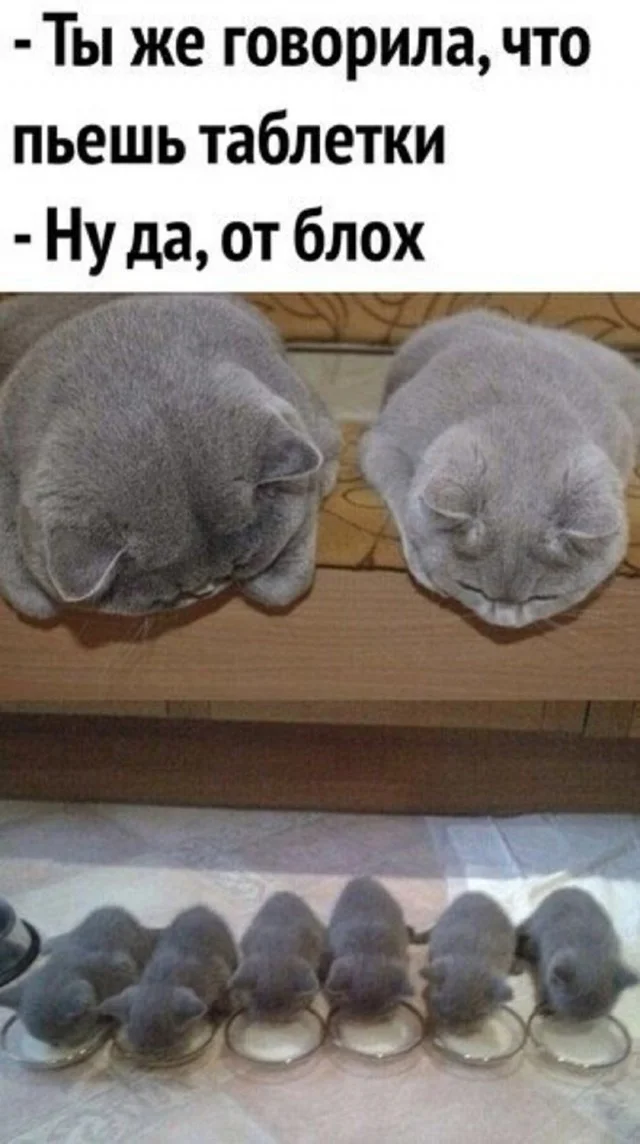 Смех смехом, а приколы по расписанию