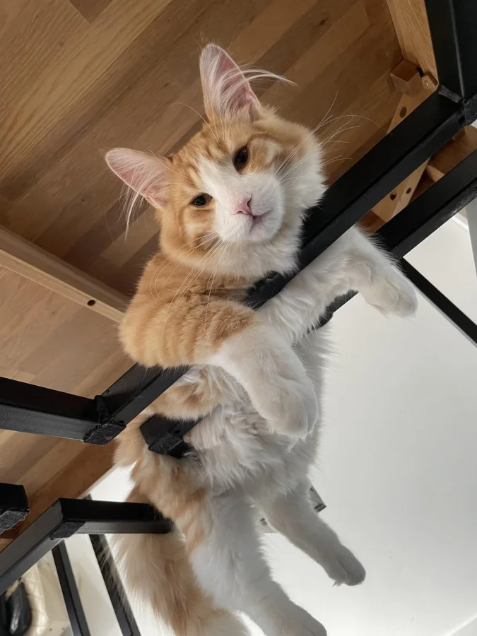 Котики-эксперты по уюту: 22+ пушистых примера расслабления