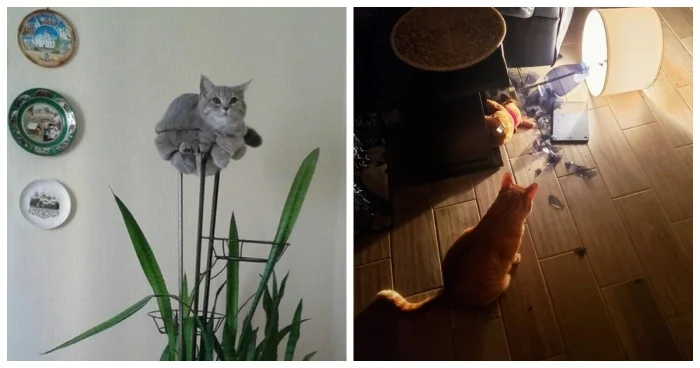 Кошачья сущность в 24 примерах