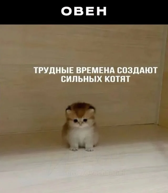 Какой вы мемный кот по знаку зодиака? Астрологи знают ответ!