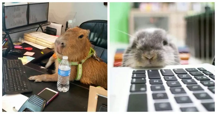 Офисные помощники: как питомцы превращают рутину в веселье