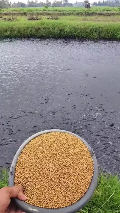 Как кормят рыбу в частном пруду