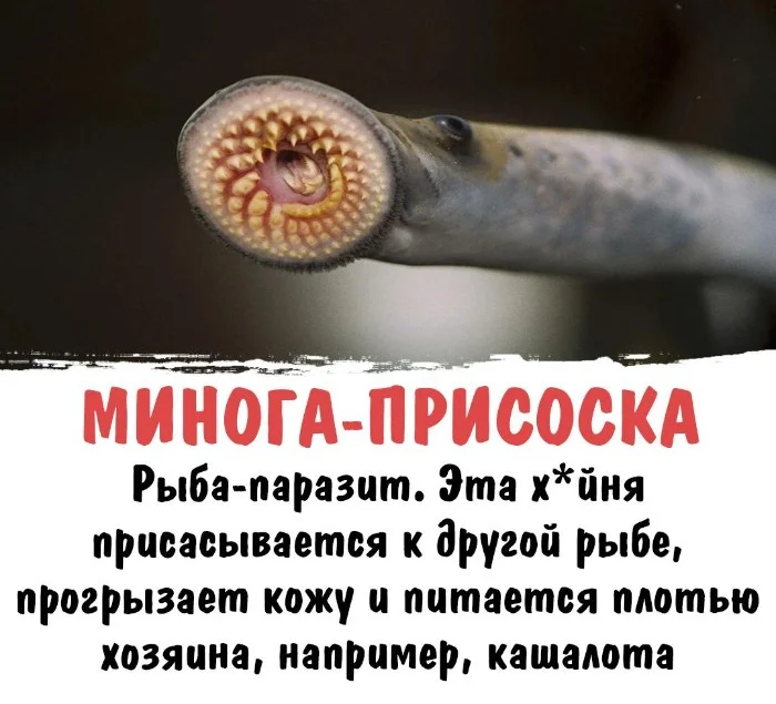 Интересная биология #60