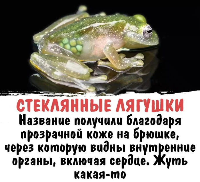 Интересная биология #66