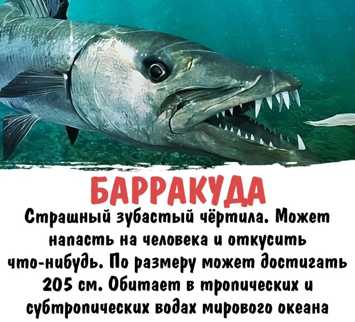 Интересная биология #67