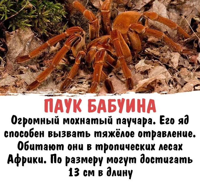 Интересная биология #71