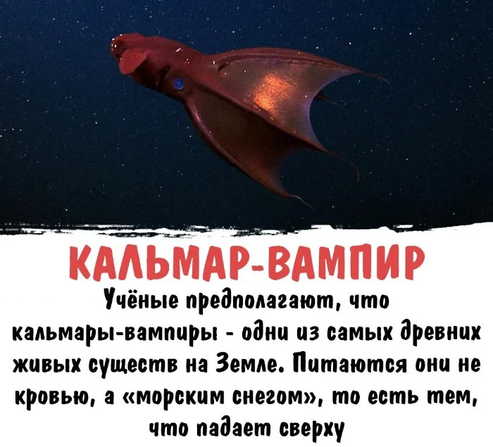 Интересная биология #74