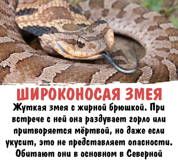 Интересная биология #77