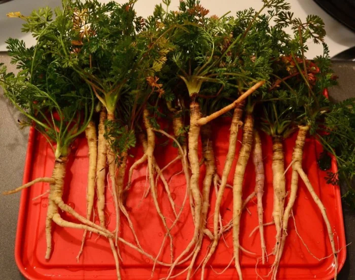 Путь моркови сквозь века: от древности до современной кухни