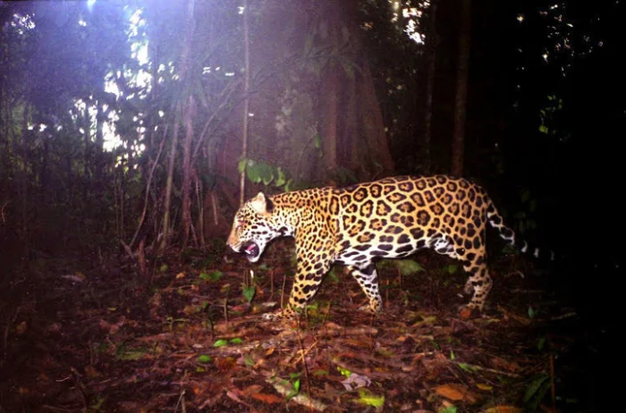 Ягуар — властелин леса, чьё спокойствие внушает страх другим